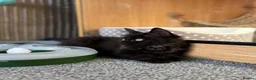 Maine Coon cats for adoption: Beautiful Part Maine Coon Kitten For Sale  - Advert 3