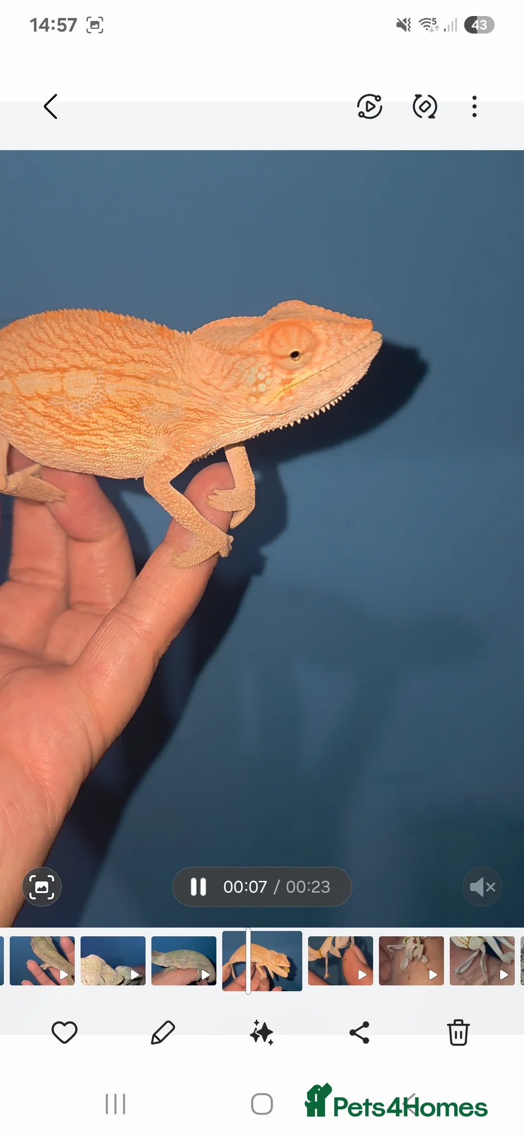 Chameleon reptiles for sale: Female Nosy Faly Chameleon  - Advert 3