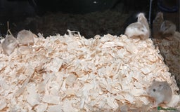 Hamster rodents for sale: Roborovski Hamsters Females   - Image 12