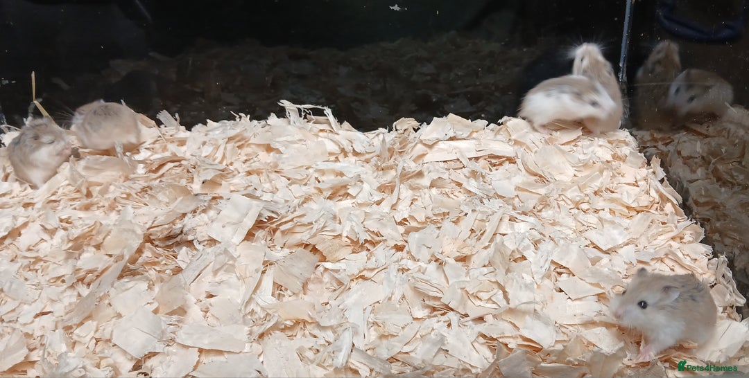 Hamster rodents for sale: Roborovski Hamsters Females   - Image 12