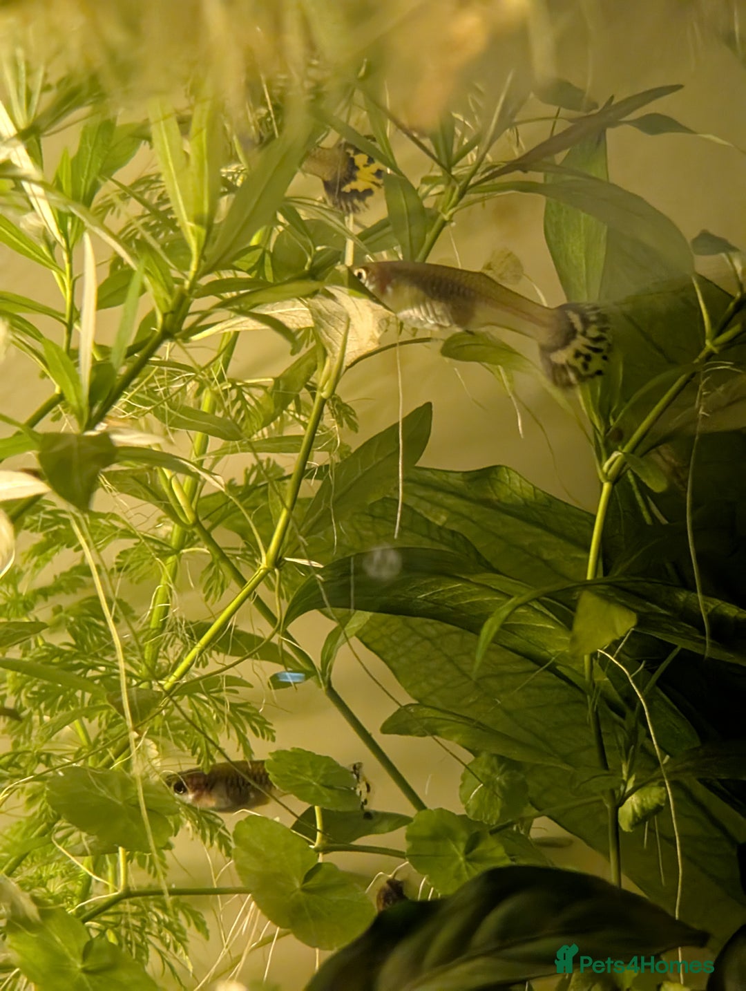 Live Bearers fish for sale: Young guppies - Advert 2