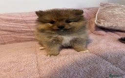 Pomeranian dogs for sale: 2 beautiful Pomeranian Puppy’s  - Image 14