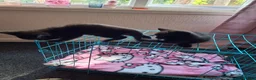 Mixed Breed cats for sale: Female kittens in Wolverhampton - Advert 3
