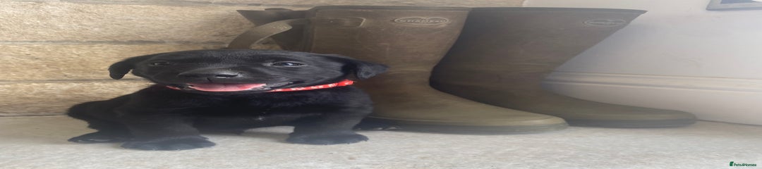 Red Collar Black Boy