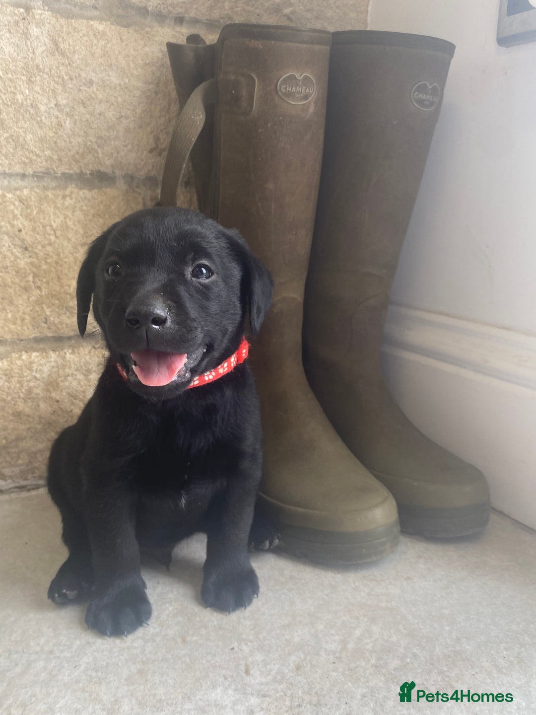 Labrador Retriever dogs for sale: KC Registered working Labrador puppies - Image 32