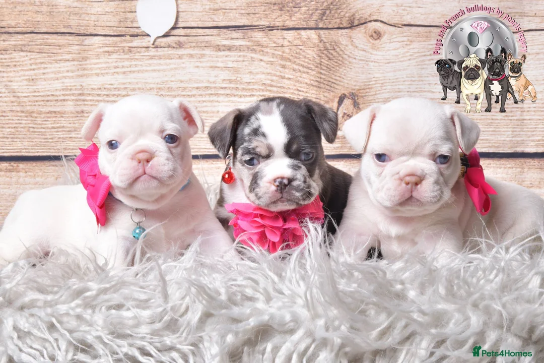French Bulldog dogs for stud: New shade Isabella Merle fluffy carrier  in Hastings - Advert 9