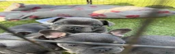French Bulldog dogs for sale: Blue French bulldog puppies  - Advert 3