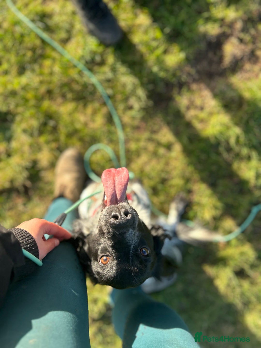 Cocker Spaniel dogs for sale: Puppies due to be born 10 November  - Image 4