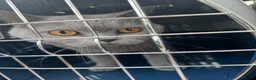 British Shorthair cats for sale: Gorgeous British blue shorthair female  - Advert 6