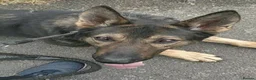German Shepherd dogs for sale: Rehoming - Advert 4