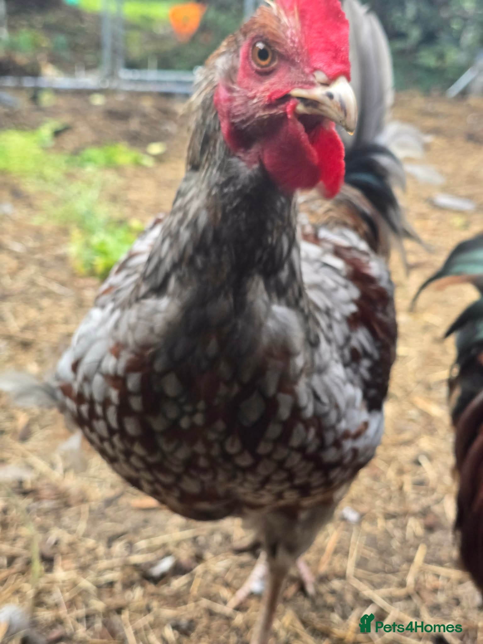 Hens poultry 4 Rousters need rehoming - Advert 2