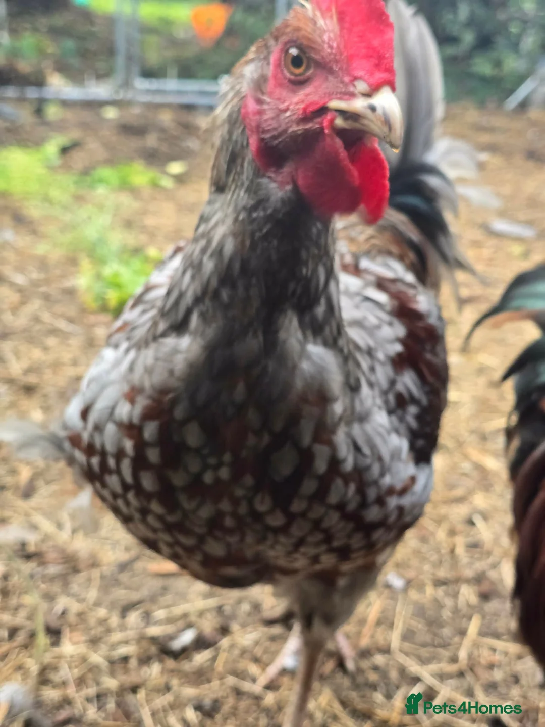 Hens poultry for sale: 4 Rousters need rehoming - Advert 2