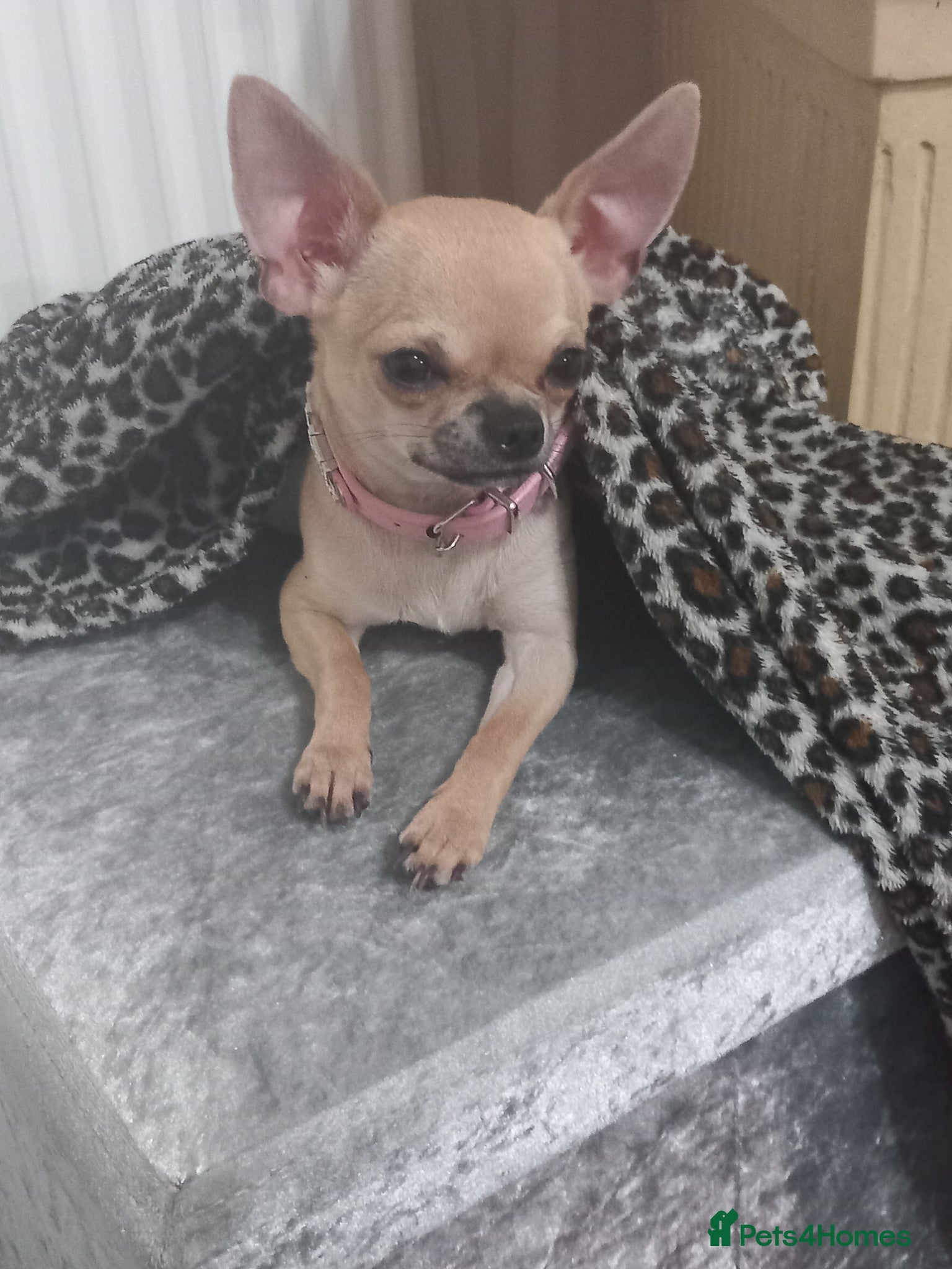 Chihuahua dogs Chihuahua puppies forsale Boy & Girl - Advert 4