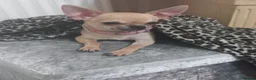Chihuahua dogs for sale: Chihuahua puppies forsale Boy & Girl - Advert 1