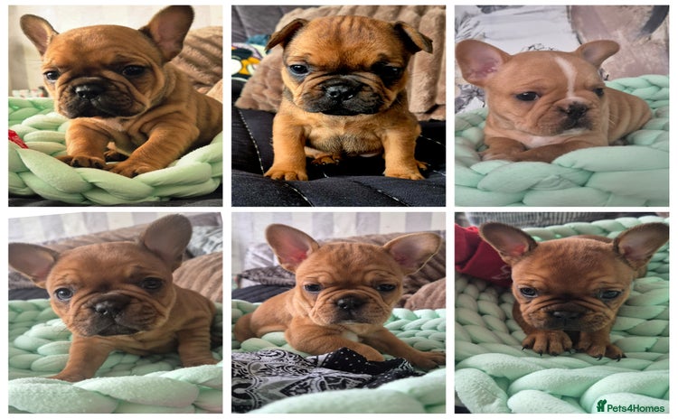 French Bulldog dogs - Advert 4