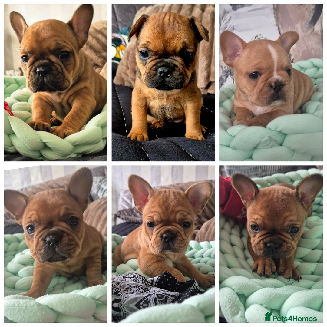 French Bulldog dogs for sale: KC Reg. French bulldogs looking for new home - Image 1
