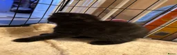 Mixed Breed cats for sale: Maine coon x Scottish fold  - Advert 5