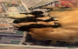 Labrador Retriever dogs for stud: Fully health tested working black Labrador  - Image 10