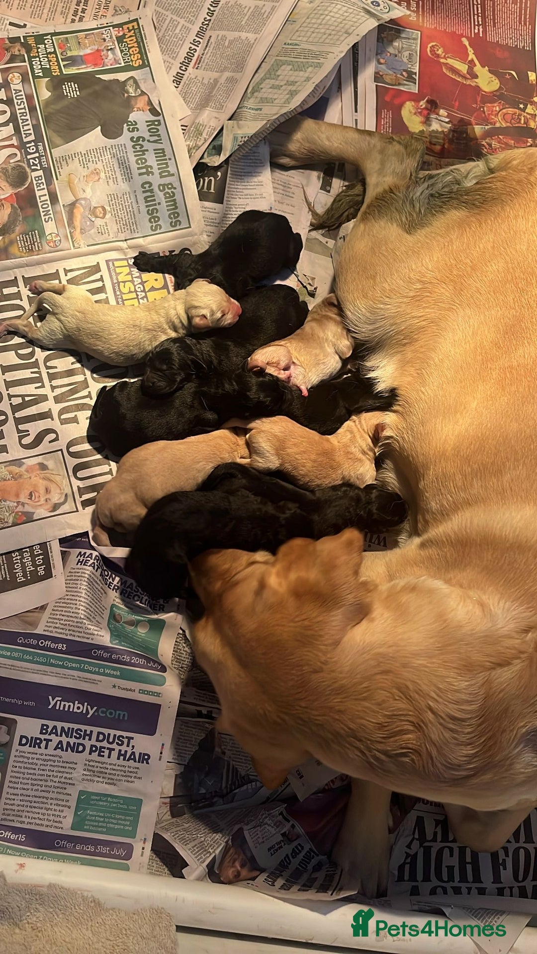 Labrador Retriever dogs for stud: Fully health tested working black Labrador  - Image 10