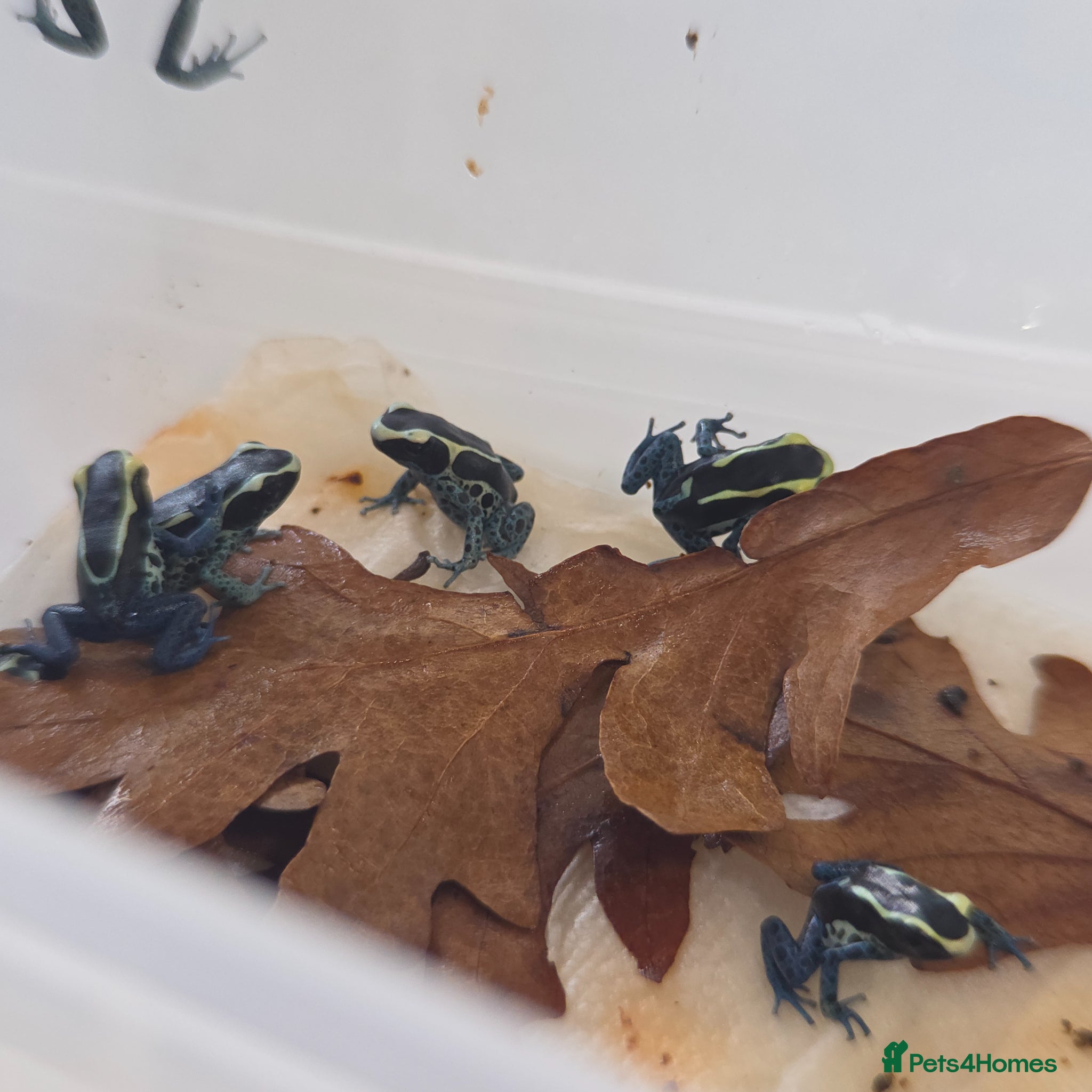 Frog reptiles Dendrobates tinctorius ‘Powder Blue’ Dart Frogs  - Advert 1