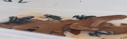 Frog reptiles for sale: Dendrobates tinctorius ‘Powder Blue’ Dart Frogs  - Advert 1