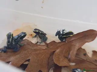Frog reptiles for sale: Dendrobates tinctorius ‘Powder Blue’ Dart Frogs - Advert 1