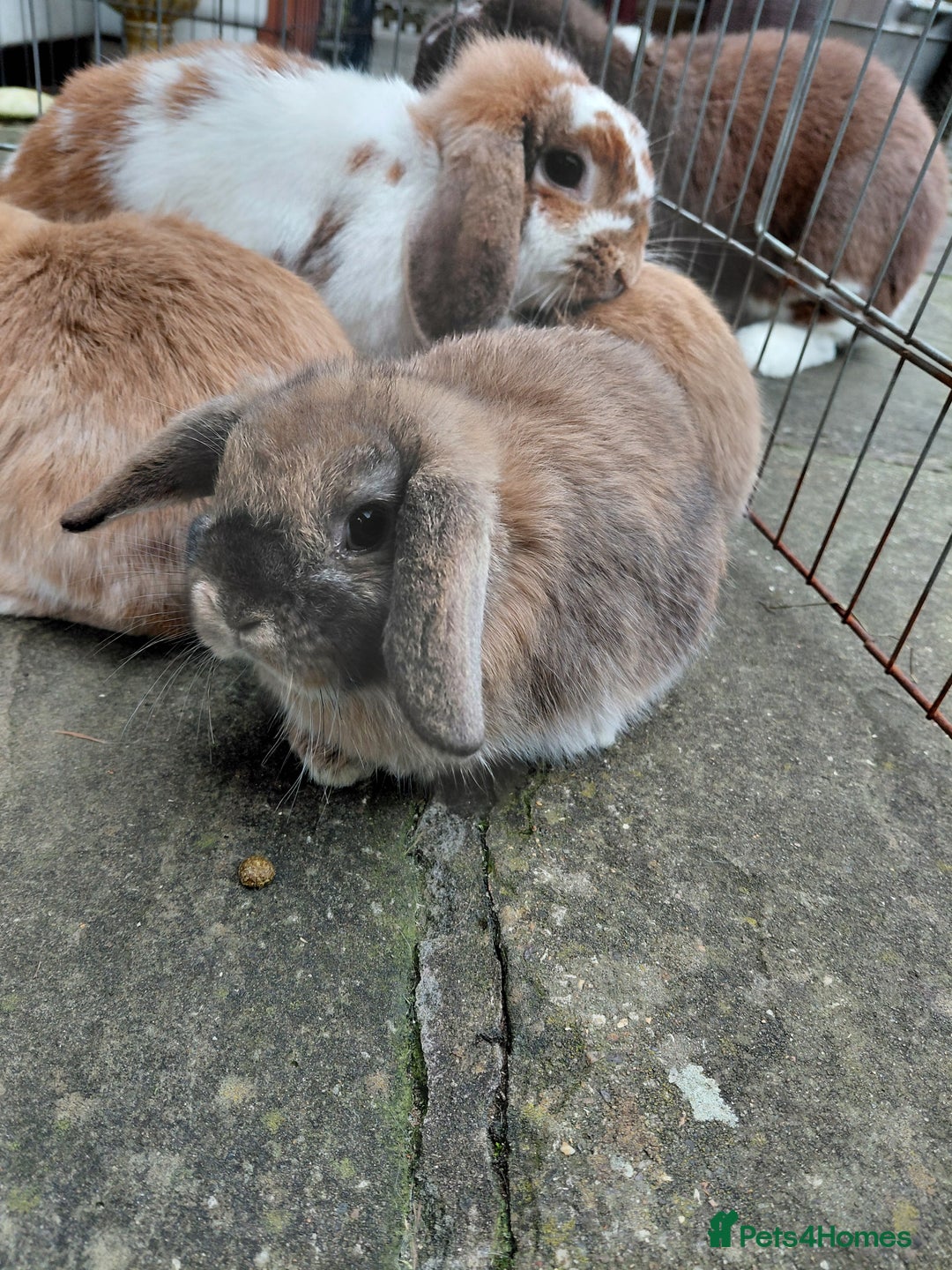 Mini Lop rabbits for sale: Mini Lop babies. All boys.  - Advert 3