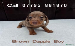 Miniature Dachshund dogs for sale: Dachshund puppies 5Boys  - Image 15