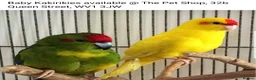 Parrots birds for sale: PARROTS/AMAZONS/PARAKEETS Available  - Advert 11