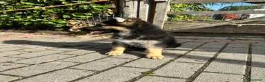German Shepherd 4
