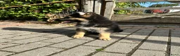 German Shepherd dogs for sale: GERMAN SHEPHERD PUPPIES 4 BOYS & 2 GIRLS - Advert 13