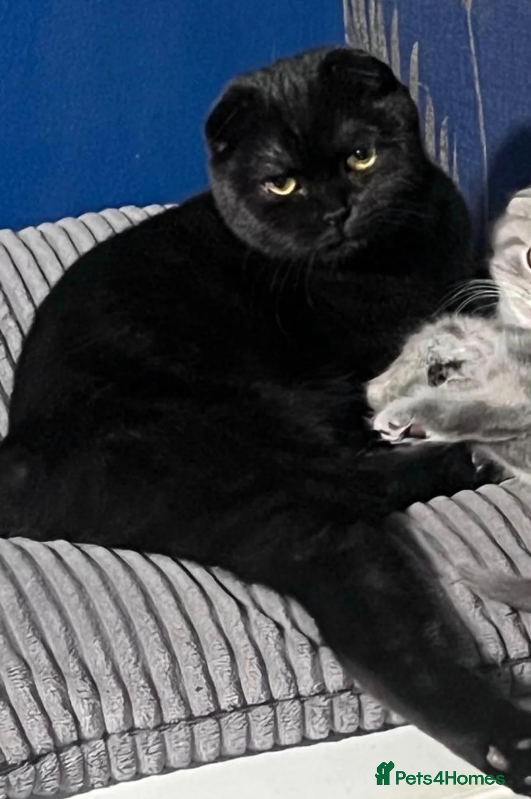 Scottish Fold cats for sale: Scottish fold X BSH - Advert 2