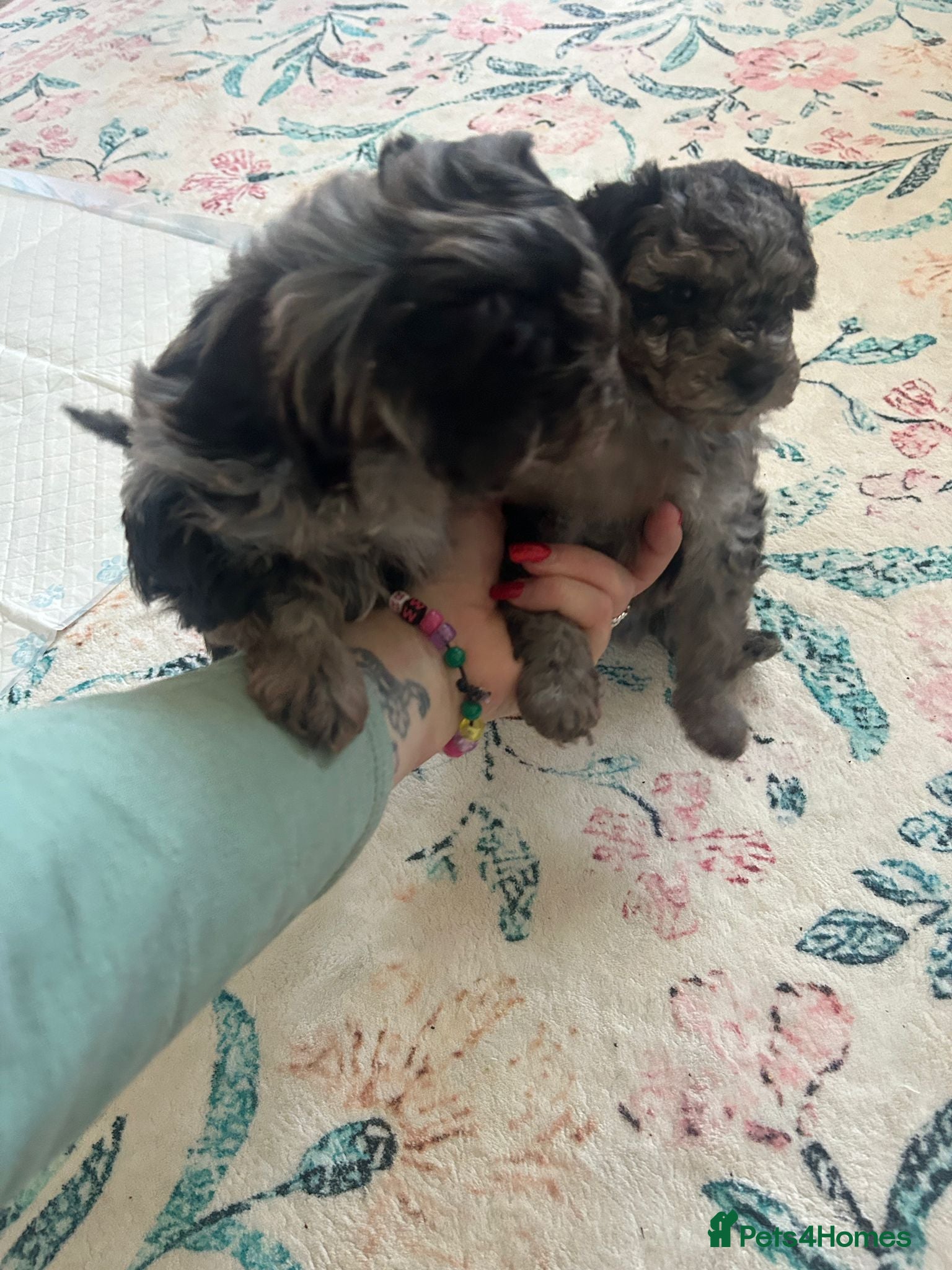 Miniature Poodle dogs Miniture poodles for sale 2 girls 2 boys - Advert 14