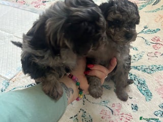 Miniature Poodle dogs Miniture poodles for sale 2 girls 2 boys - Advert 14