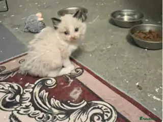 Ragdoll cats Ragdoll kittens - Advert 1