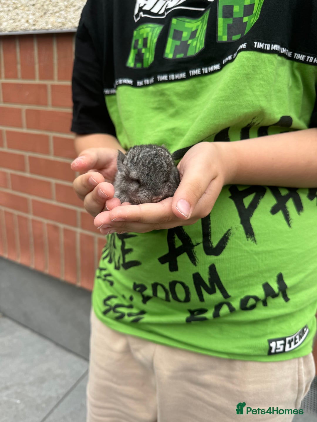 Chinchilla rodents for sale: Little boy - Advert 2