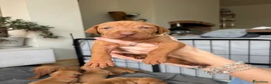 Hungarian Vizsla 5