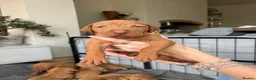 Hungarian Vizsla dogs for sale: Homebred beautiful vizslas - Advert 6