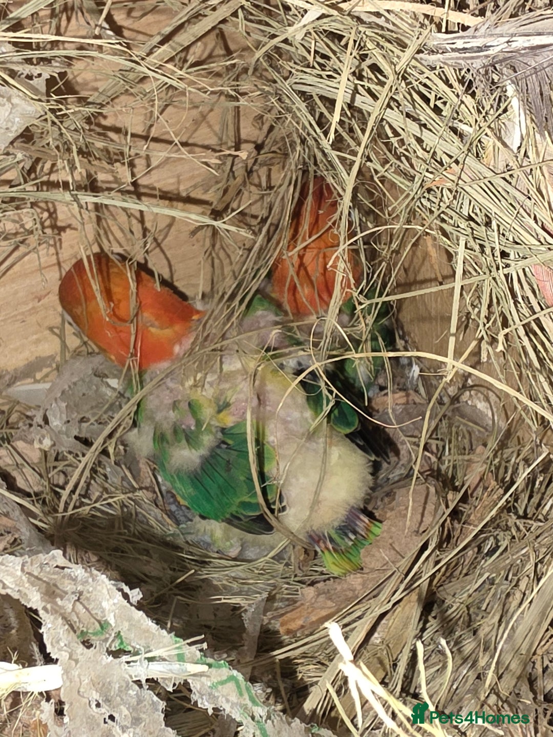 Lovebirds birds for sale: Aviary love birds  - Advert 6