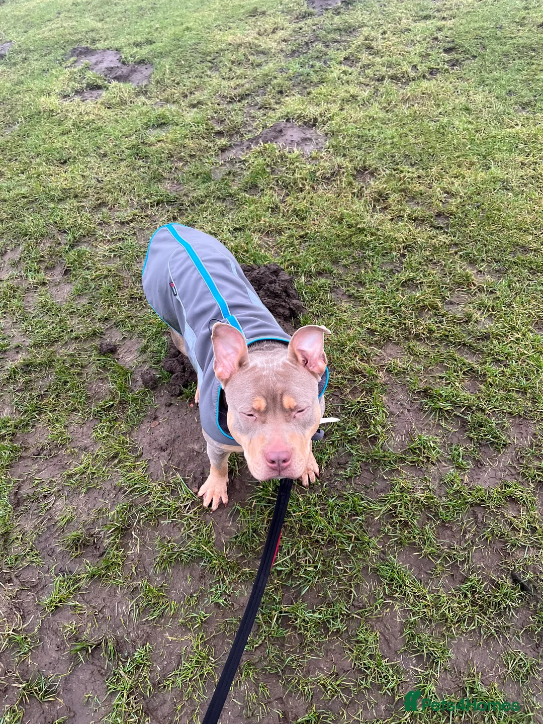 American Bully dogs for sale: Nala nearly 2. American bully  in Stoke-on-Trent - Advert 8