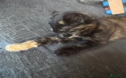 British Shorthair cats for sale: Penny  - Image 2