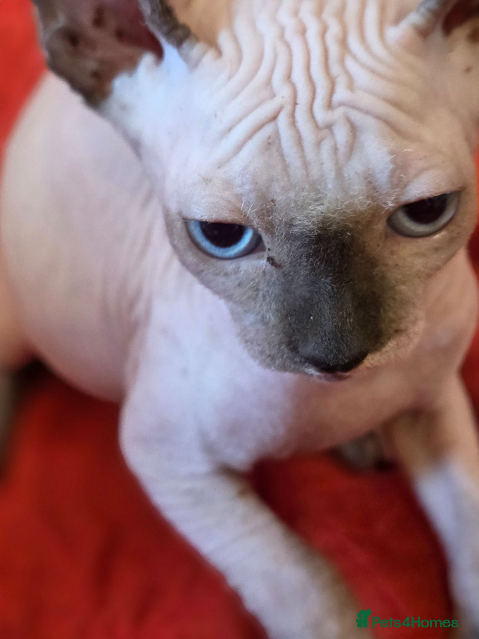 Sphynx cats  If you’re interested or  - Advert 13