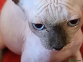 Sphynx cats If you’re interested or - Advert 13