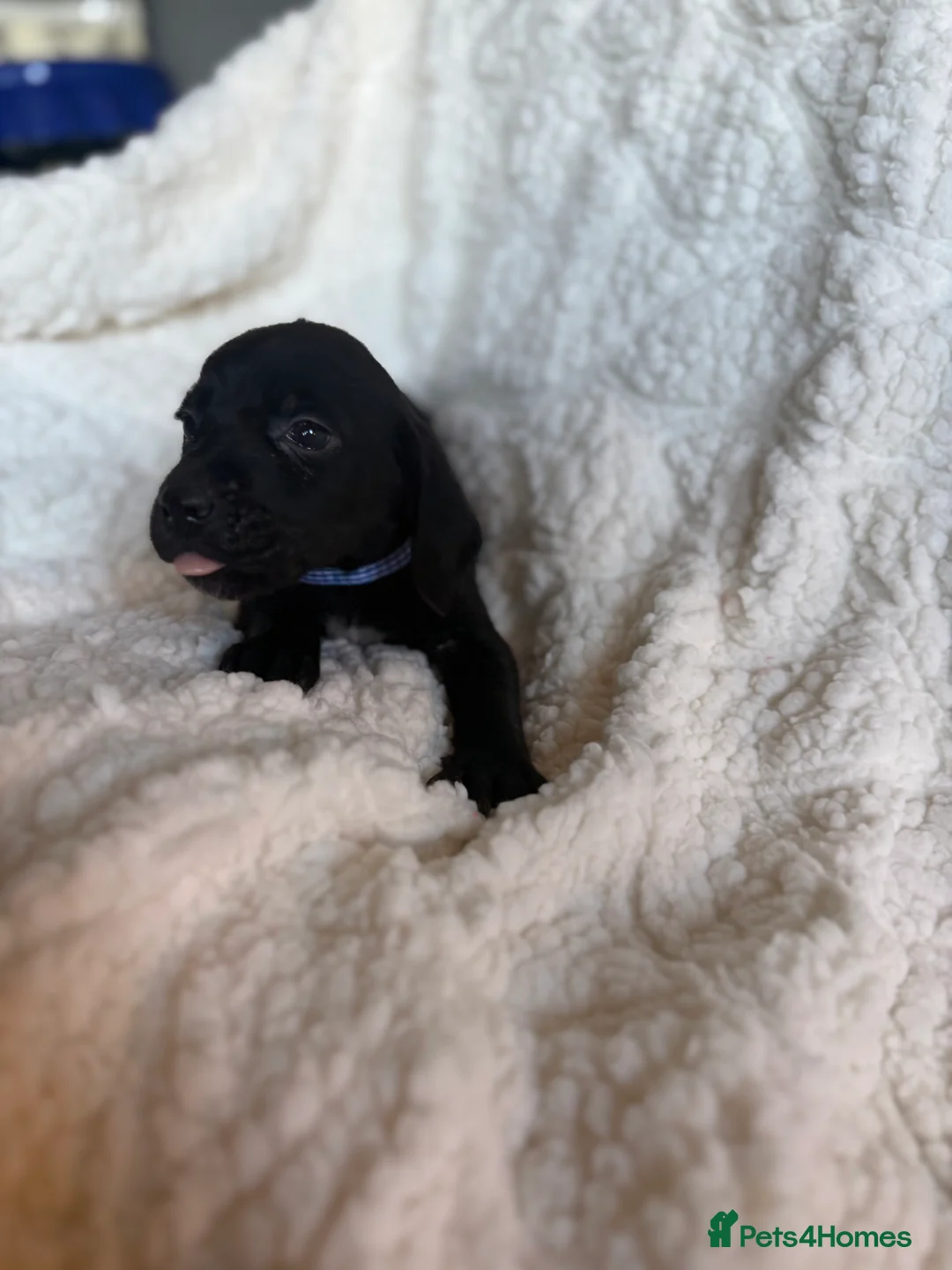 Mixed Breed dogs for sale: 9 playful beagledoor  - Advert 3