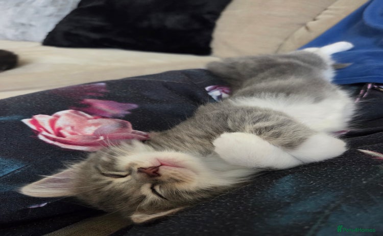Norwegian Forest Cat cats - Advert 2