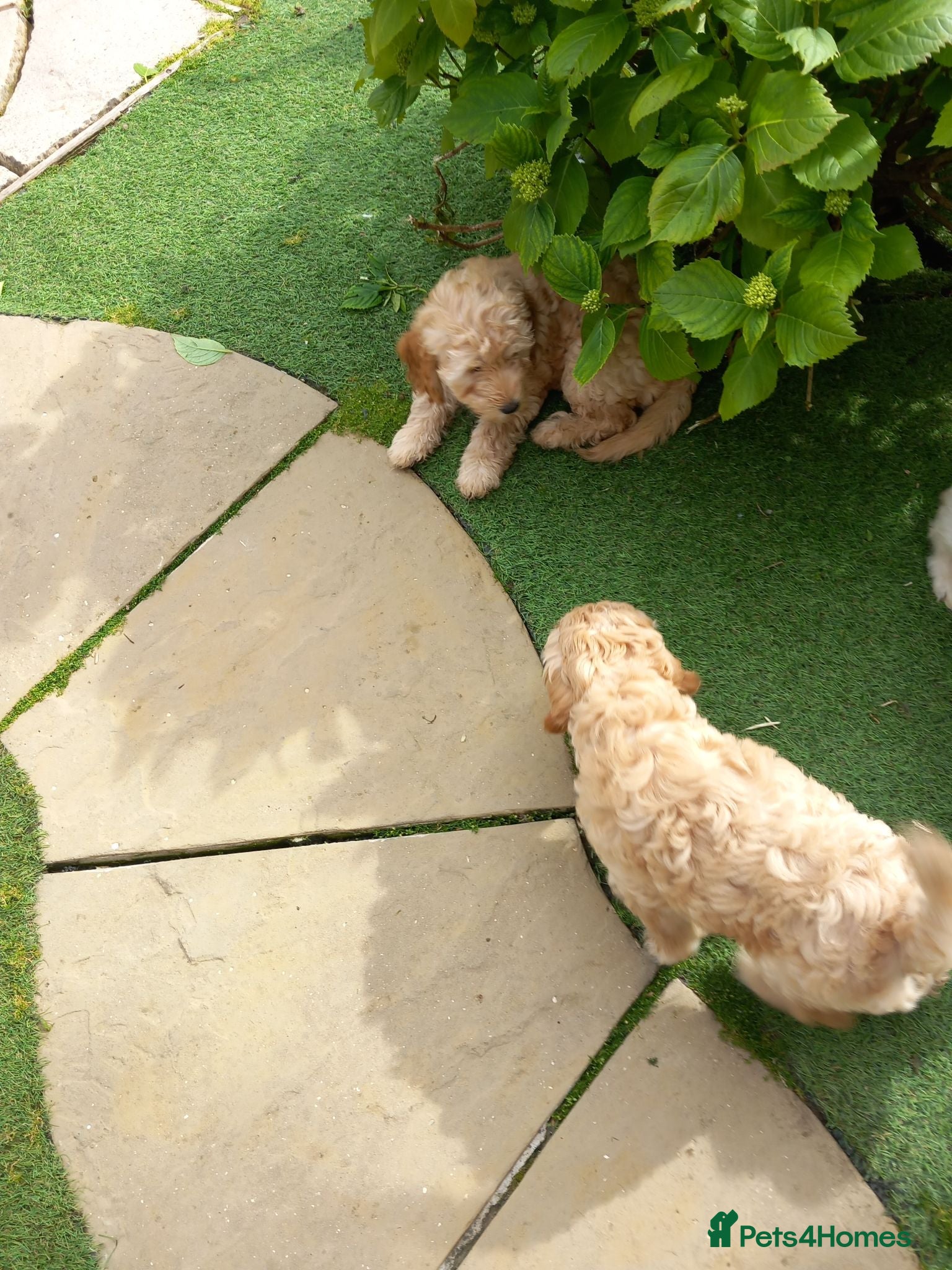 Cockapoo dogs Show class litter of 7 cockerpoo puppies - Advert 2