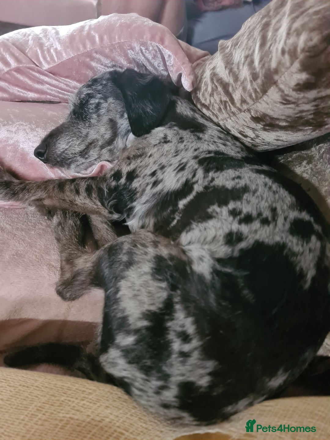 Doxiepoo dogs for stud: ​ PROVEN Silver Dapple Doxipoo Available for Stud  - Advert 2