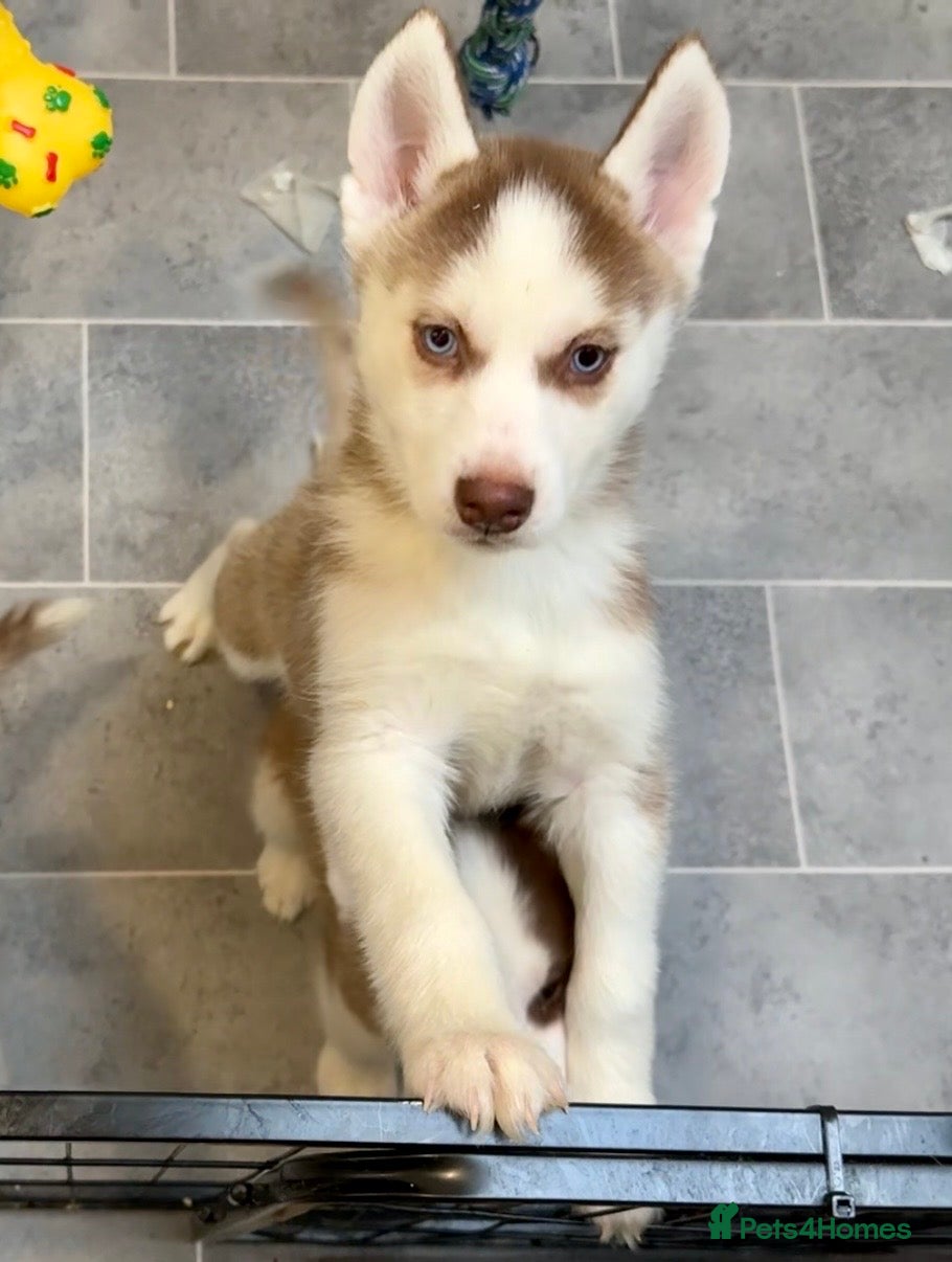 Siberian Husky dogs Ready now! Parents Imported stunning Husky Puppies - Advert 8