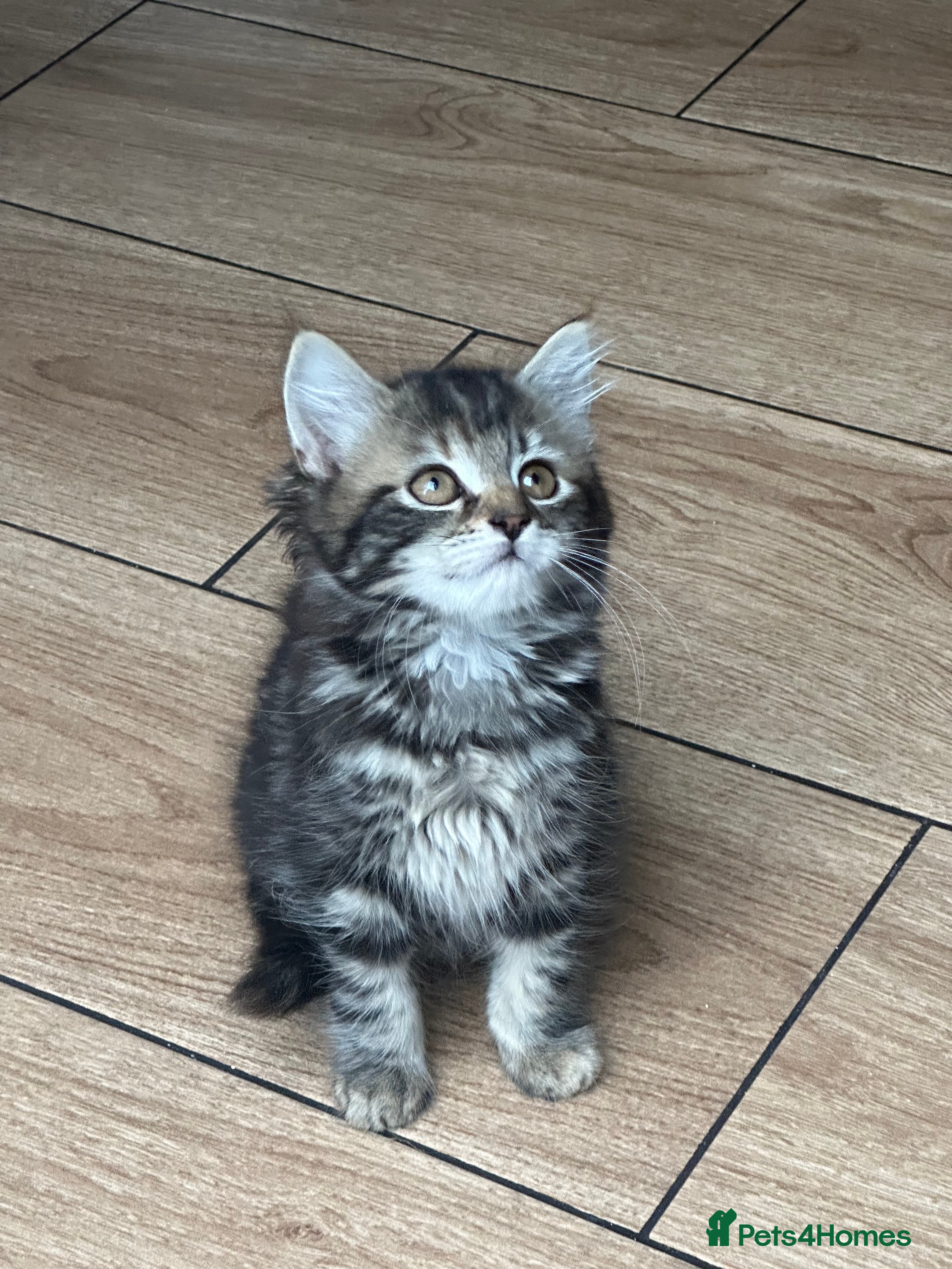 Mixed Breed cats No more time wasters 4 my babies ❤️ - Advert 17