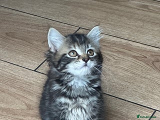 Mixed Breed cats - Advert 5